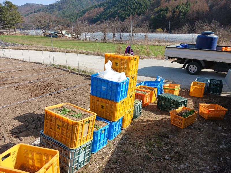 황덕순 님의 장터 판매 상품 [명이나물 겨울종근.씨앗 주문판매 ] 첨부 사진