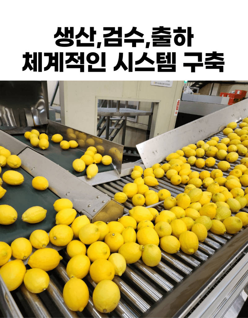 제철365님의 장터 판매 상품 [향기부터 다른 청정제주 레몬] 첨부 사진