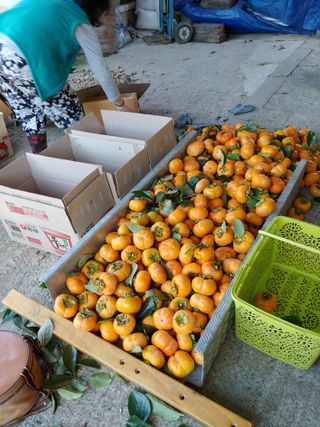 Sts9025못난호님의 👍올해 나의 최고 자랑은? · 참여글 작성글 사진