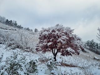 팜모닝회원 정정섭 님의 두릅 · 일상 작성글 사진