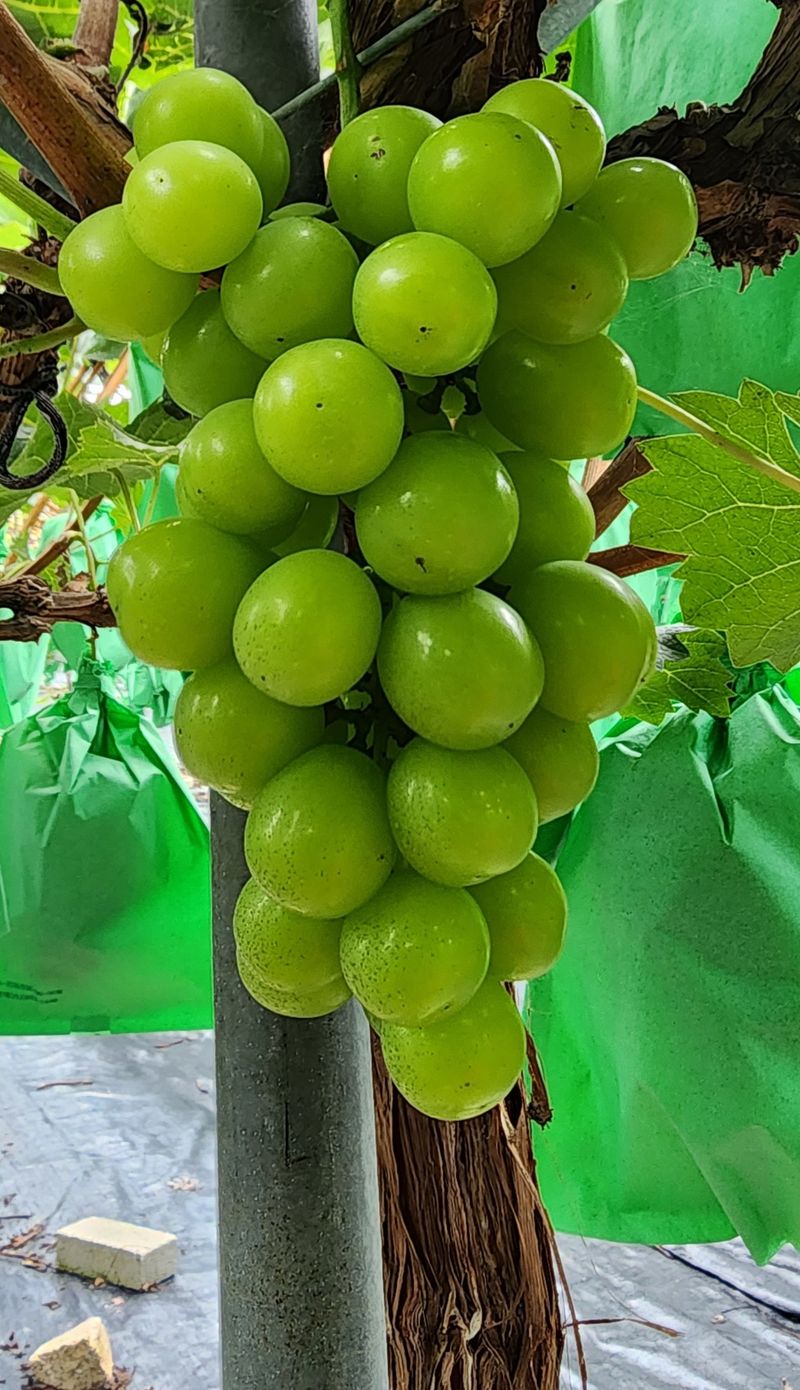 김선미님의 장터 판매 상품 [샤인머스켓 4kg] 첨부 사진