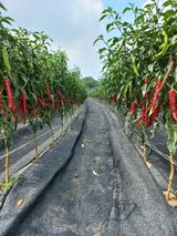 팜모닝 👍올해 나의 최고 자랑은?·참여글 게시글 이미지