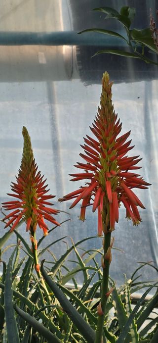 진촌다육묘목농원님의 자유주제 · 자유게시판 작성글 사진