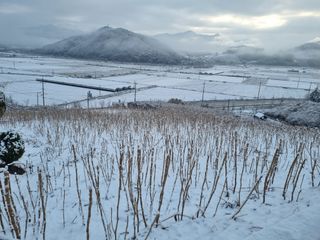 팜모닝회원 정정섭 님의 두릅 · 일상 작성글 사진