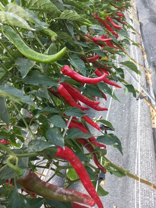 박연숙님의 👍올해 나의 최고 자랑은? · 참여글 작성글 사진