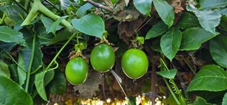 진촌다육묘목농원님의 자유주제 · 자유게시판 작성글 사진