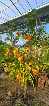 팜모닝 자유주제·자유게시판 게시글 이미지