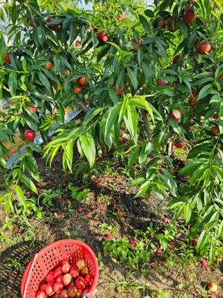 배성은365님의 👍올해 나의 최고 자랑은? · 참여글 작성글 사진