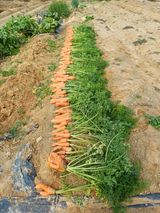 팜모닝 👍올해 나의 최고 자랑은?·참여글 게시글 이미지