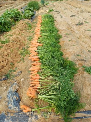 이기란님의 👍올해 나의 최고 자랑은? · 참여글 작성글 사진