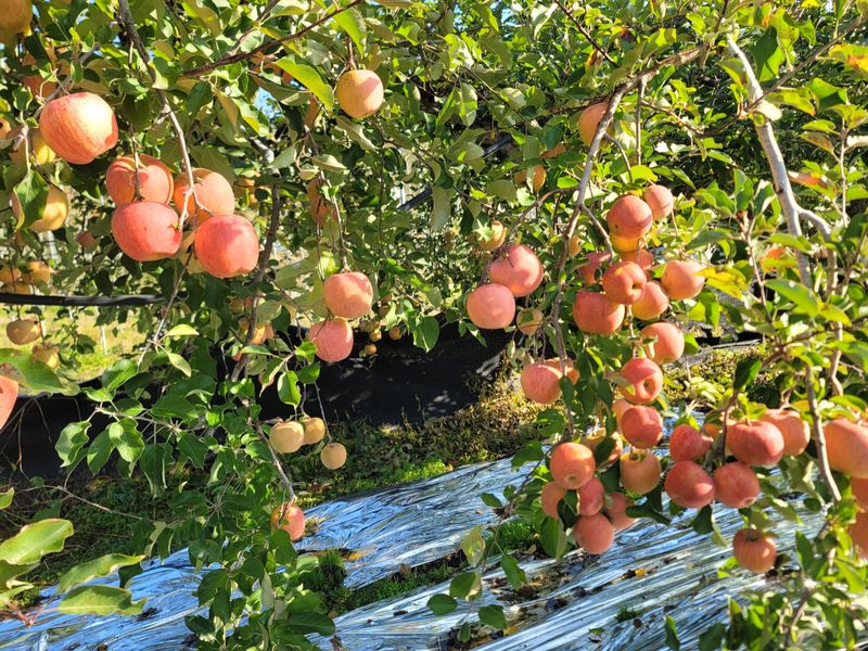 장터 상품 [사과즙 ] 썸네일