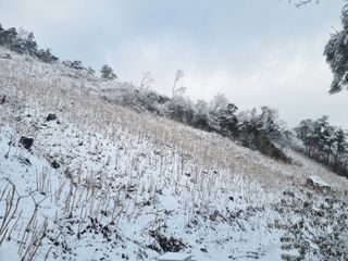 팜모닝회원 정정섭 님의 두릅 · 일상 작성글 사진