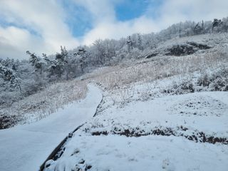 팜모닝회원 정정섭 님의 두릅 · 일상 작성글 사진