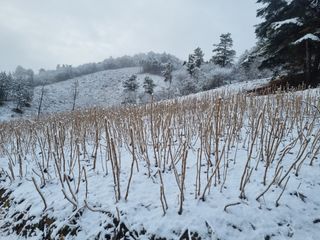 팜모닝회원 정정섭 님의 두릅 · 일상 작성글 사진