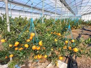 호호농장님의 귤 · 일상 작성글 사진