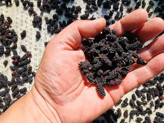 천안 병천 어성초 님의 👍올해 나의 최고 자랑은? · 참여글 작성글 사진