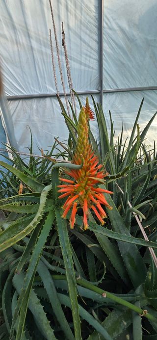 진촌다육묘목농원님의 자유주제 · 자유게시판 작성글 사진