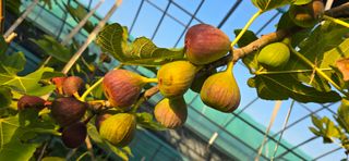 진촌다육묘목농원님의 자유주제 · 자유게시판 작성글 사진