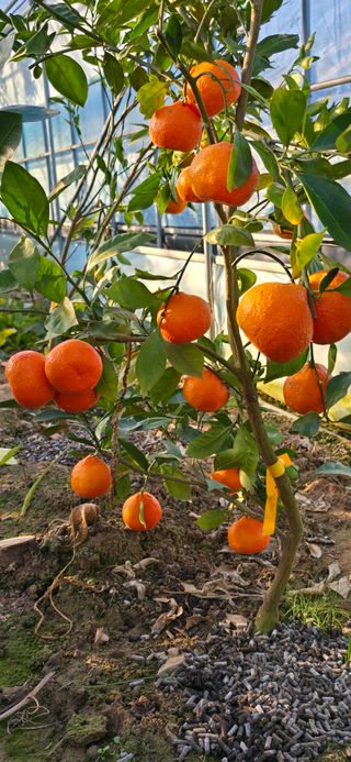 진촌다육묘목농원님의 자유주제 · 자유게시판 작성글 사진