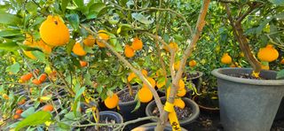 진촌다육묘목농원님의 자유주제 · 자유게시판 작성글 사진