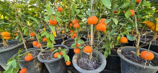 진촌다육묘목농원님의 자유주제 · 자유게시판 작성글 사진