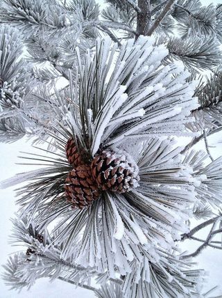 진정숙님의 연말인사 같이해요💕 · 참여글 작성글 사진
