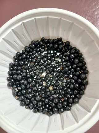 콩19996ㆍ혜자님의 자유주제 · 자유게시판 작성글 사진