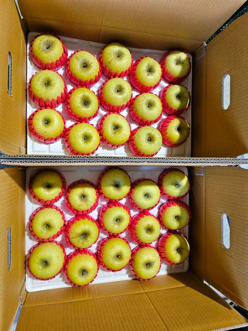 장터 상품 [청송사과 10kg] 썸네일