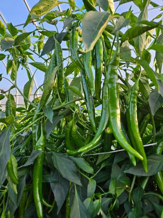 김시헌 님의 👍올해 나의 최고 자랑은? · 참여글 작성글 사진