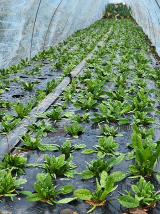 갑돌이님의 자유주제 · 자유게시판 작성글 사진