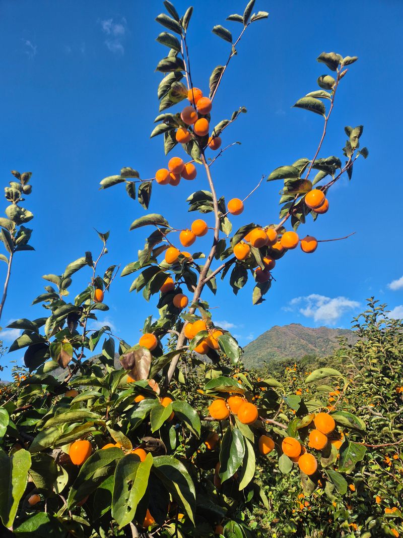 장터 상품 [함양고종시 타래곶감 50개] 썸네일