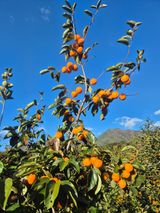 팜모닝 · 게시글 이미지