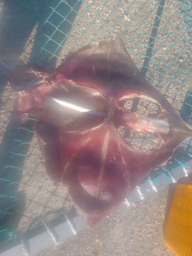김진국님의 장터 판매 상품 [국산 반건조 간재미 간제미 생물기준 1.5kg 이상 실중량 1kg] 첨부 사진