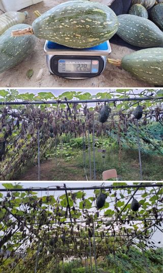 김중언님의 👍올해 나의 최고 자랑은? · 참여글 작성글 사진