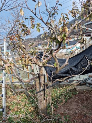 김용대님의 자유주제 · 자유게시판 작성글 사진