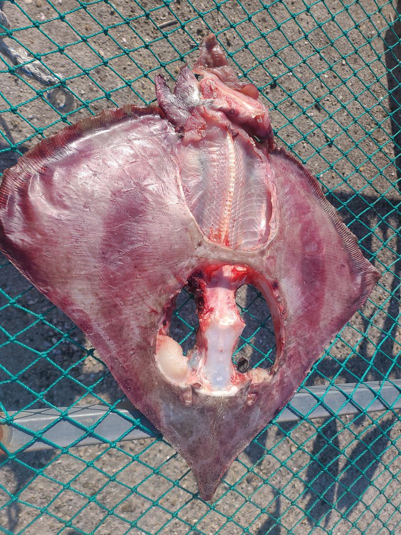 장터 상품 [국산 반건조 간재미 간제미 생물기준 1.5kg 이상 실중량 1kg] 썸네일