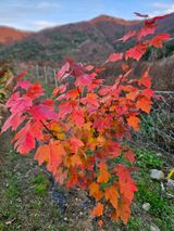 팜모닝 · 게시글 이미지