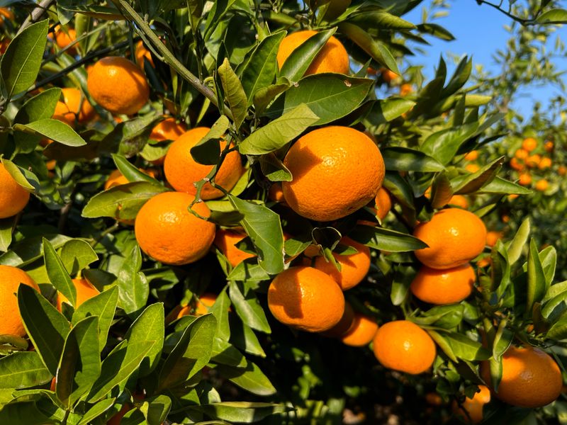 장터 상품 [판매마감] 썸네일