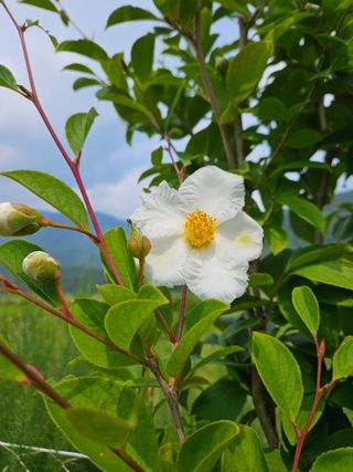 김시헌 님의 👍올해 나의 최고 자랑은? · 참여글 작성글 사진