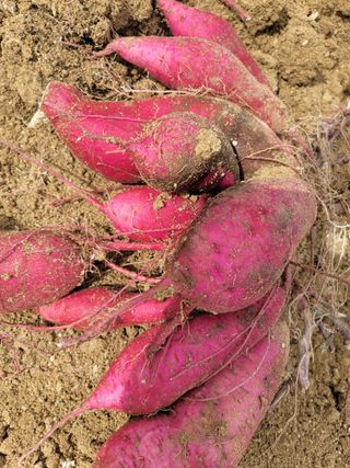 둥근마지기님의 👍올해 나의 최고 자랑은? · 참여글 작성글 사진