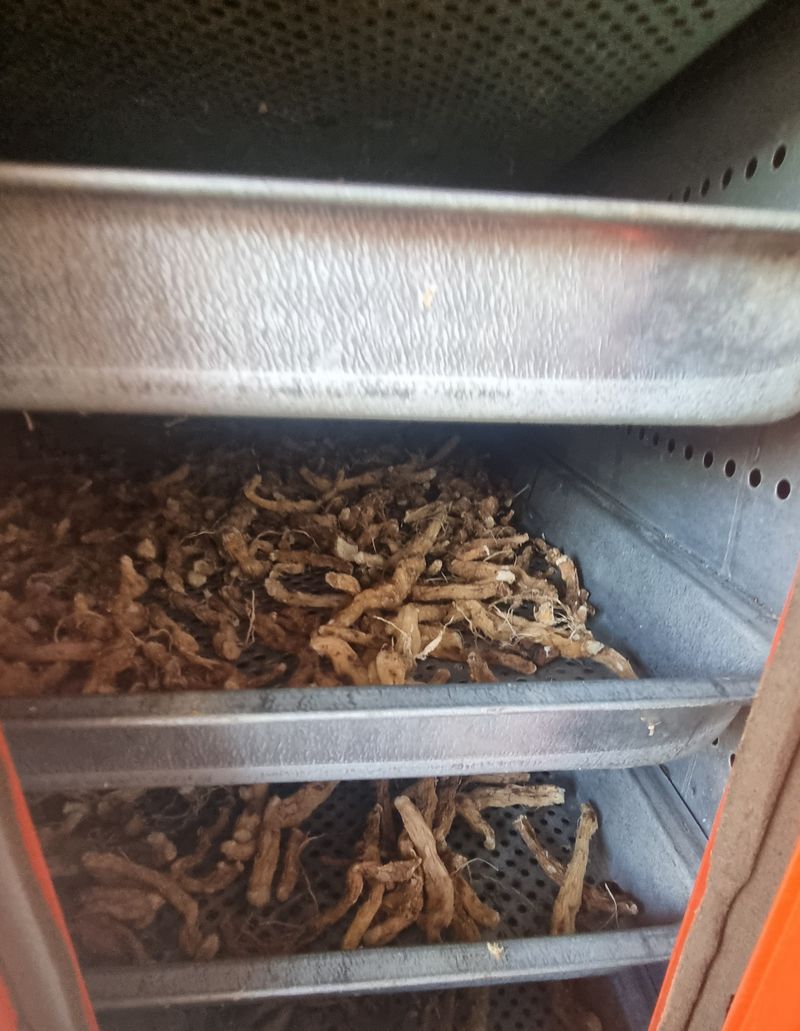 해피니스님의 장터 판매 상품 [건둥굴레 판매합니다.] 첨부 사진