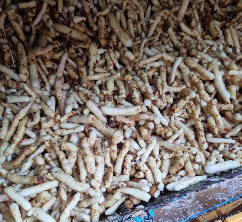 해피니스님의 장터 판매 상품 [건둥굴레 판매합니다.] 첨부 사진