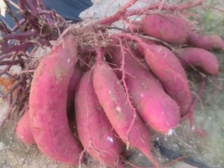 둥근마지기님의 👍올해 나의 최고 자랑은? · 참여글 작성글 사진