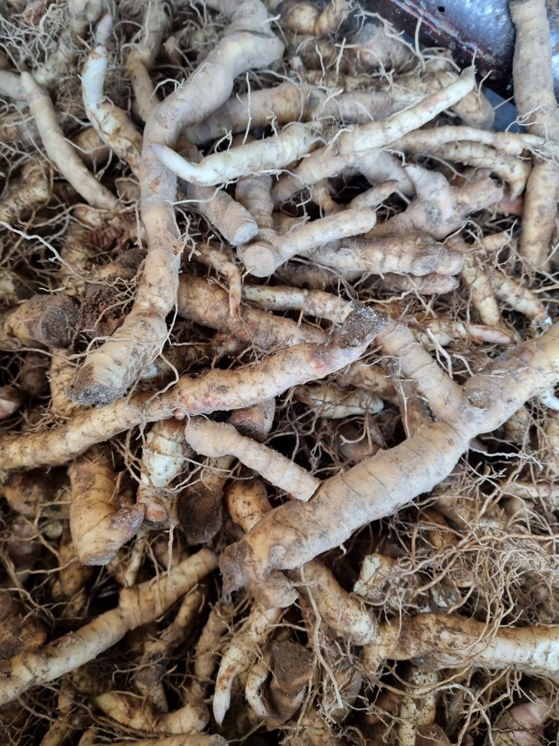 장터 상품 [건둥굴레 판매합니다.] 썸네일