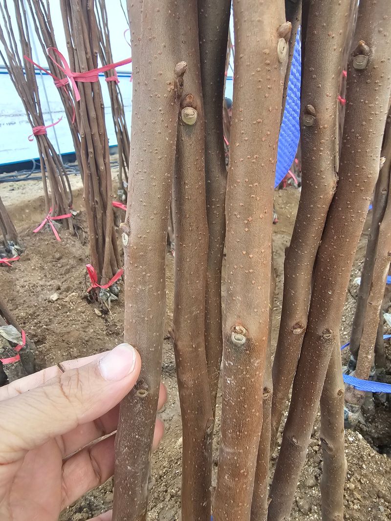 뿌리묘목농원님의 장터 판매 상품 [감나무 둥시 접목1년생 (특묘)] 첨부 사진