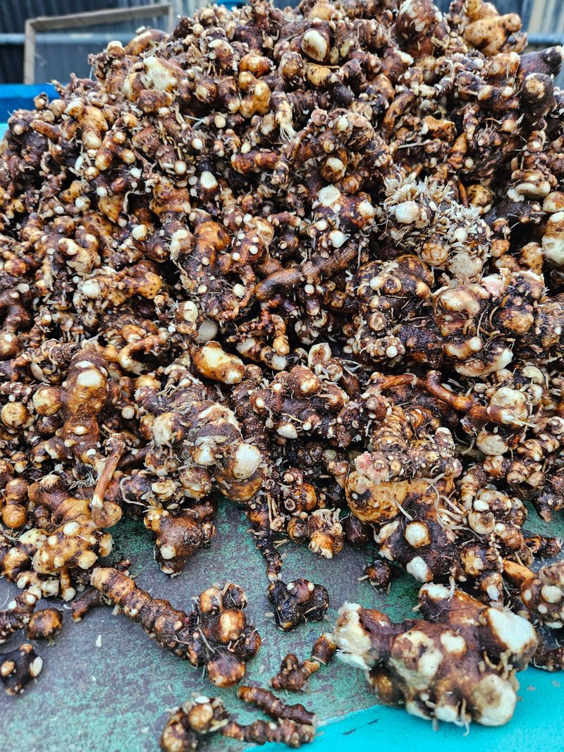 해피니스님의 장터 판매 상품 [백출] 첨부 사진