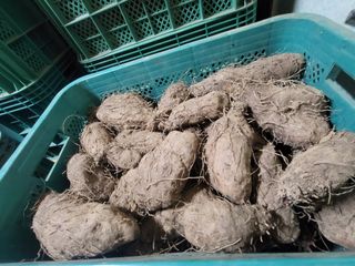 둥근마지기님의 작성글 사진