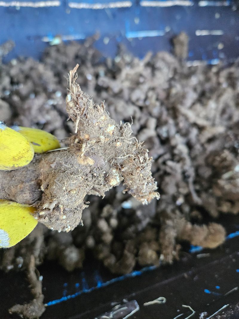 해피니스님의 장터 판매 상품 [백출] 첨부 사진