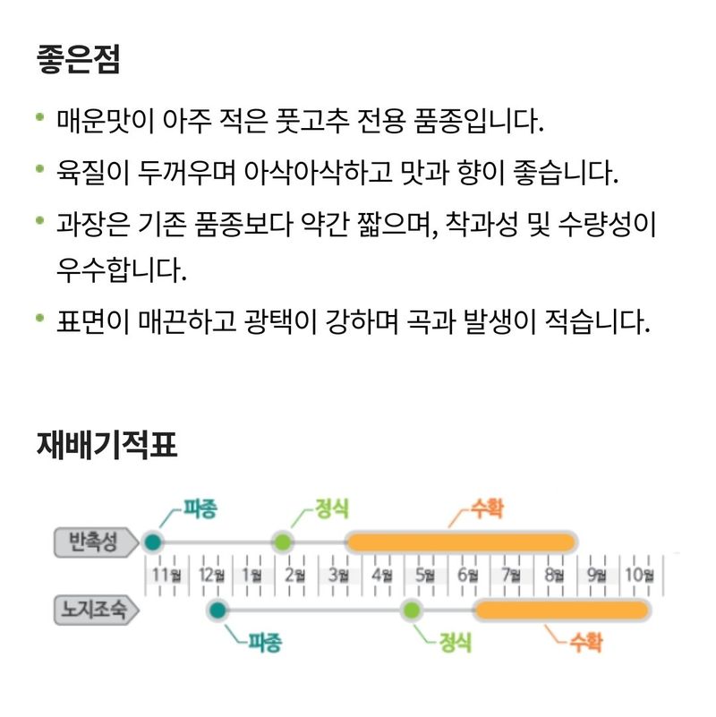 대산농사대장님의 장터 판매 상품 [모닝풋고추 팜한농  신젠타 50립] 첨부 사진