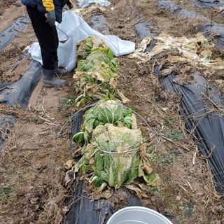 정연섭님의 자유주제 · 자유게시판 작성글 사진